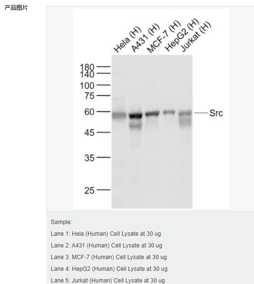 607d3256cdff8.png image.png